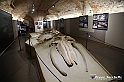 VBS_9120 - Museo Paleontologico - Asti